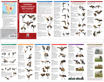 Sandhill Crane Display Dictionary